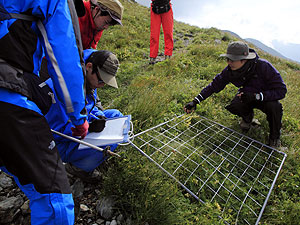 高山帯で植物の生態調査を進める静岡大の学生ら