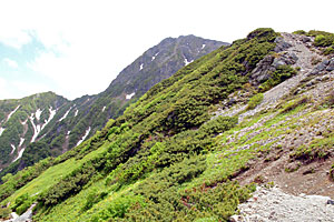 北岳(中央奥)に続く稜線。登山道脇では多くの高山植物が咲き誇る=南アルプス・北岳周辺