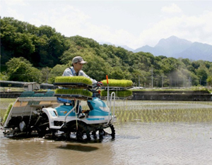 田植えをするコメ農家。甲斐駒ケ岳が育む豊富な水は県内有数の米どころを生んだ=北杜市武川町内