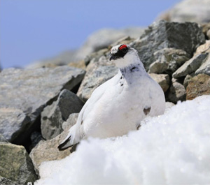 ４月の残雪期に見た白いオスのライチョウ（北アルプス）