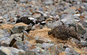 南アルプスのライチョウのつがい（左奥がオス、手前がメス）