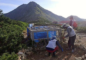 南アルプスの北岳でライチョウのヒナと母親を保護する取り組み（環境省南アルプス自然保護官事務所提供）