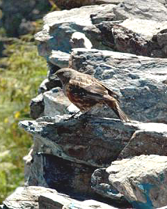 花と鳥：北岳の稜線付近で多く見られるイワヒバリ。愛らしい姿に心が癒やされる