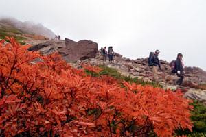 北岳山荘付近の稜線（りょうせん）で赤く鮮やかに色づくナナカマド