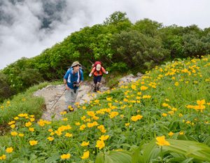 ＜シナノキンバイ＞　シナノキンバイの花畑に囲まれた道を歩く登山者。足を止め、カメラを構える人の姿が多く見られた