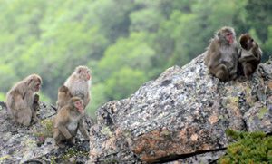 ＜チシマギキョウ＞　釣り鐘状の青っぽい花を咲かせるチシマギキョウ。八ケ岳などでも見ることができる ＜ニホンザル＞　北岳の稜線付近に姿を見せたニホンザルの群れ。子どもを抱えたり、背中に乗せたりしながら行動していた