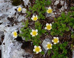 ＜チングルマ＞　北岳の稜線付近で岩場に咲くチングルマ。黄色い雄しべが多数あるのが特徴で、遠目では薄黄色の花に見える