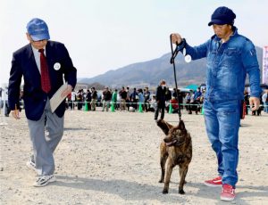 韮崎市内で開かれた甲斐犬展覧会（４月）