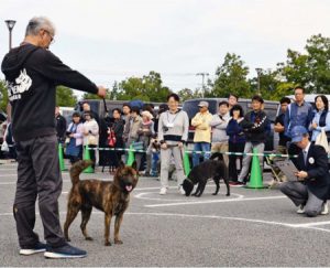 大勢のギャラリーが見つめる中で行われた甲斐犬展覧会＝南アルプス市櫛形総合公園西側エリア