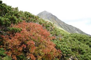 北岳山荘近くのナナカマド(9月27日撮影)