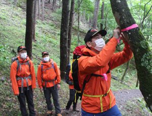 登山道の危険箇所にピンク色のテープを巻く山岳遭難救助隊員＝南アルプス市芦安芦倉