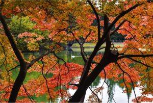 湖畔のモミジが紅葉した南伊奈ケ湖＝南アルプス市上市之瀬