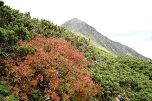 北岳山荘近くのナナカマド